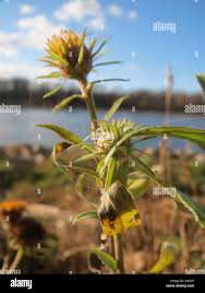 Attēlu rezultāti vaicājumam “Inula britannica flower”