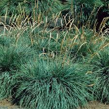 Attēlu rezultāti vaicājumam “Koeleria glauca flower”