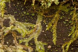 Attēlu rezultāti vaicājumam “Hygroamblystegium humile”