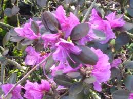 Attēlu rezultāti vaicājumam “Rhododendron sichotense flower”