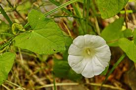 Attēlu rezultāti vaicājumam “Calystegia sepium leaf”