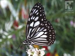 Attēlu rezultāti vaicājumam “Dicyphus nymph”