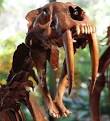 California State Fossil - Sabre-Tooth Cat