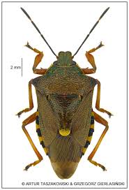 Attēlu rezultāti vaicājumam “Pinthaeus sanguinipes”