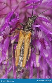 Attēlu rezultāti vaicājumam “Cortodera femorata”