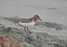 Attēlu rezultāti vaicājumam “Calidris alba adult”