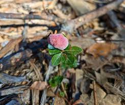 Attēlu rezultāti vaicājumam “Exobasidium vaccinii”