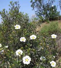 Attēlu rezultāti vaicājumam “Cistaceae”