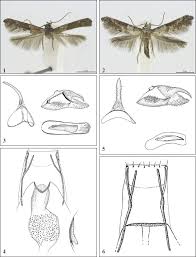 Attēlu rezultāti vaicājumam “Epermenia falciformis”