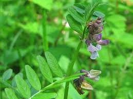 Attēlu rezultāti vaicājumam “Vicia sepium flower”