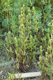 Attēlu rezultāti vaicājumam “Gentianella amarella”