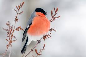 Attēlu rezultāti vaicājumam “Pyrrhula pyrrhula”