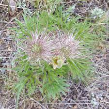 Attēlu rezultāti vaicājumam “Pulsatilla patens fruit”