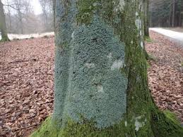 Attēlu rezultāti vaicājumam “Parmelia serrana”