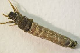 Attēlu rezultāti vaicājumam “Chaetopteryx villosa”