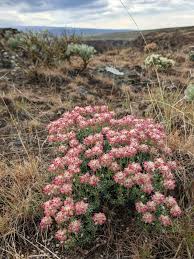 Attēlu rezultāti vaicājumam “Enteridium liceoides young”
