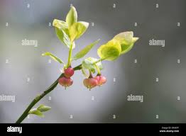 Attēlu rezultāti vaicājumam “Vaccinium myrtillus flower”