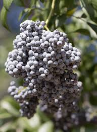 Attēlu rezultāti vaicājumam “Sambucus nigra”