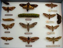 Image result for hawk moth
