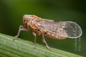 Attēlu rezultāti vaicājumam “Delphacidae”