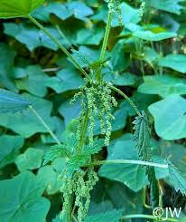 Attēlu rezultāti vaicājumam “Urtica dioica fruit”