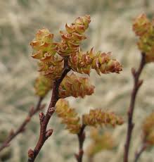 Attēlu rezultāti vaicājumam “Carpinus betulus female flower”