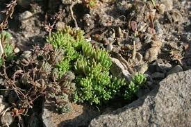 Attēlu rezultāti vaicājumam “Sedum pallidum”