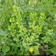 Attēlu rezultāti vaicājumam “Fuligo licentii”