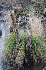 Attēlu rezultāti vaicājumam “Carex paniculata”