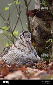 Attēlu rezultāti vaicājumam “Scolopax rusticola nest”