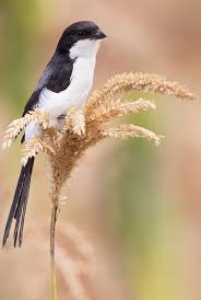 Attēlu rezultāti vaicājumam “Laniidae”