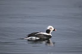 Attēlu rezultāti vaicājumam “Clangula hyemalis male”