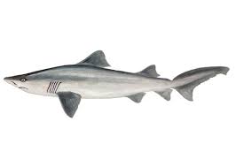 Image result for Odontaspis ferox