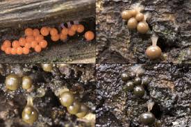 Attēlu rezultāti vaicājumam “Trichia crateriformis”