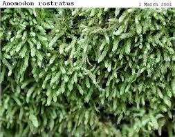 Attēlu rezultāti vaicājumam “Anomodon attenuatus”