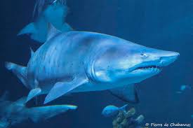 Image result for Carcharias