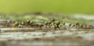 Attēlu rezultāti vaicājumam “Cribraria aurantiaca spores”