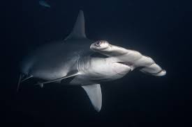 Image result for Sphyrna lewini