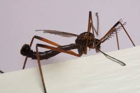 Attēlu rezultāti vaicājumam “Dictenidia bimaculata”