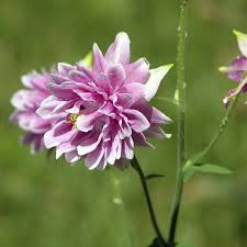 Image result for Aquilegia vulgaris `Nora Barlow`