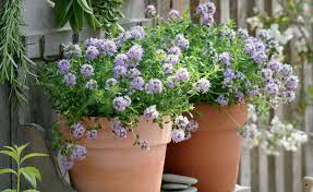 Image result for Thymian