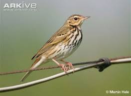 Image result for Anthus hodgsoni