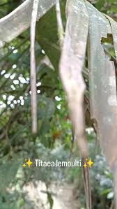 Attēlu rezultāti vaicājumam “Phronia sp. larva”