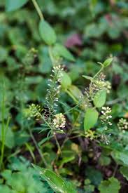 Attēlu rezultāti vaicājumam “Lepidium densiflorum bud”
