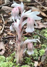 Attēlu rezultāti vaicājumam “Plantago uniflora flower”