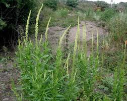 Image result for Reseda luteola