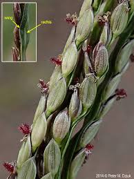 Attēlu rezultāti vaicājumam “Digitaria ischaemum leaf”