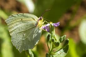Attēlu rezultāti vaicājumam “Gonepteryx rhamni female”