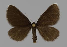 Attēlu rezultāti vaicājumam “Odezia atrata”