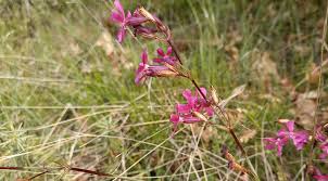 Attēlu rezultāti vaicājumam “Silene viscaria leaf”